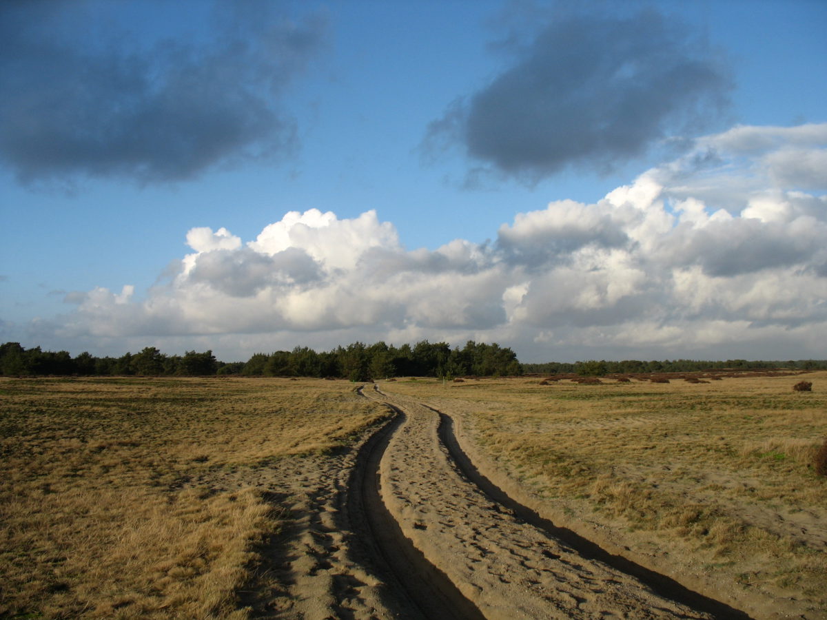 rondje lopen ed bruinvis